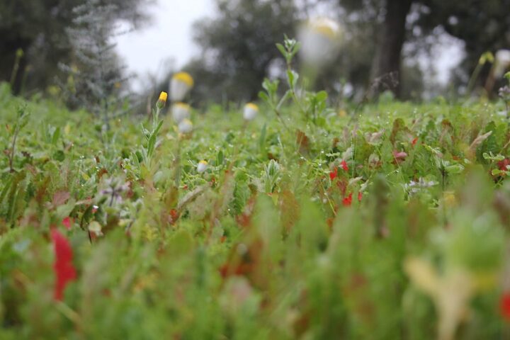 O Que Procurar No Outono Plantas Em Flor Wilder