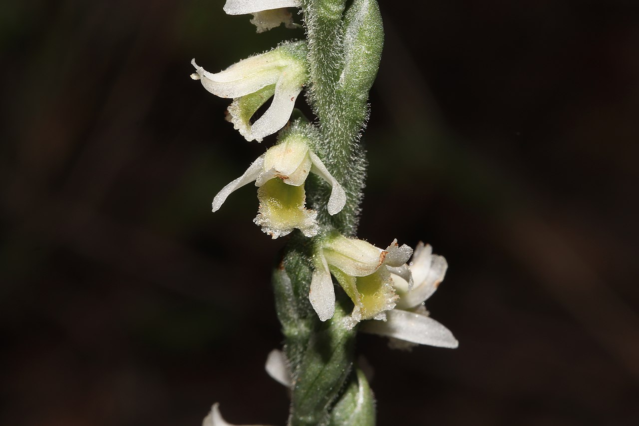 O que procurar no Outono a orquídea de outono Wilder