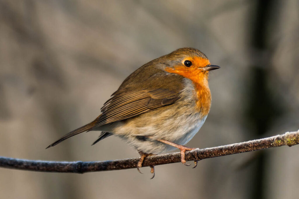 The comings and goings of migrating birds in Portugal - Wilder