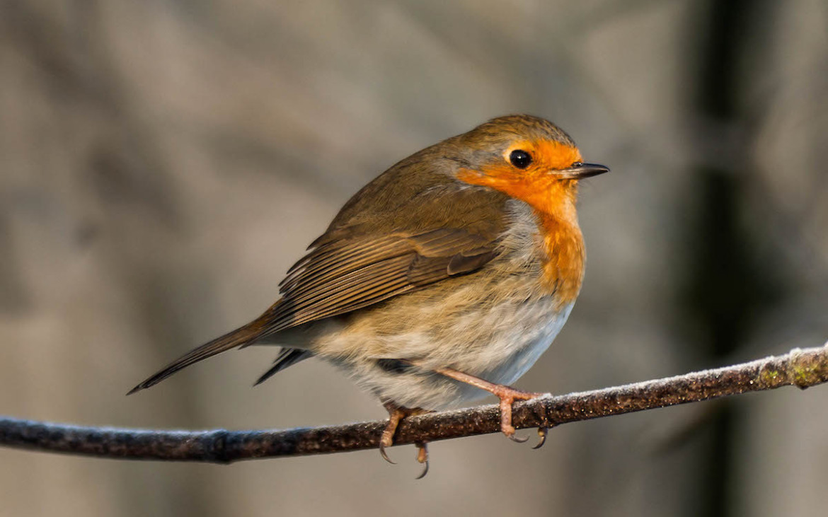 The Comings And Goings Of Migrating Birds In Portugal - Wilder