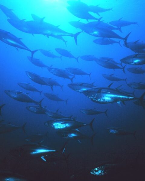 um-cardume-de-atuns-no-meio-do-oceano-azul