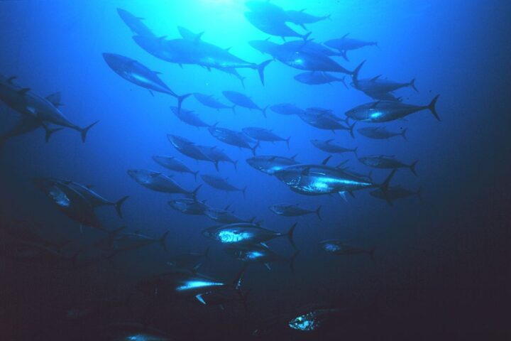 um-cardume-de-atuns-no-meio-do-oceano-azul
