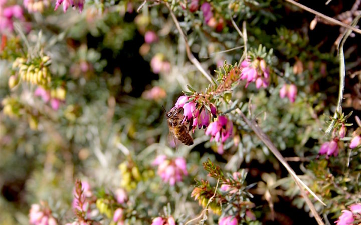 abelha pousada numa flor