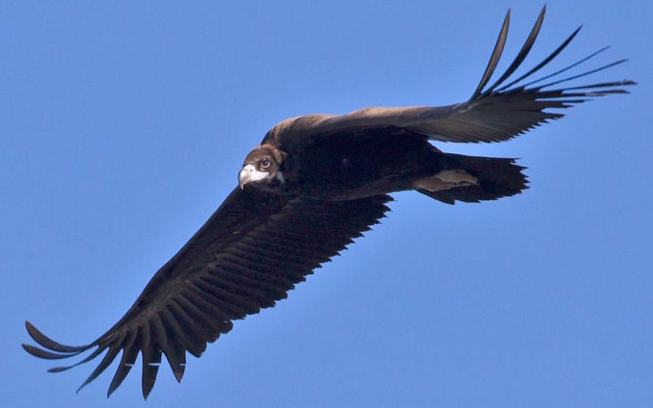 um abutre-preto a voar