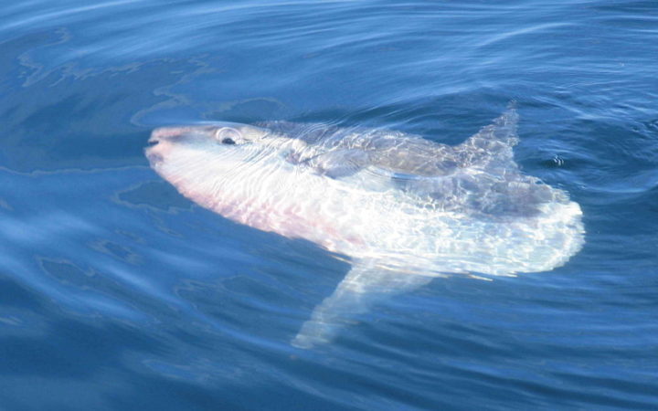 peixe-lua-espreita-deitado-de-lado-na-superficie-do-mar