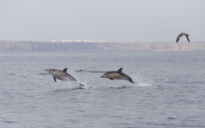 dois golfinhos saltam no mar