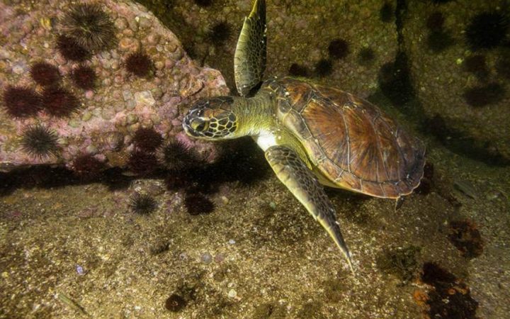 tartaruga debaixo de água