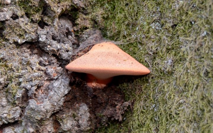 cogumelo laranja num tronco de árvore