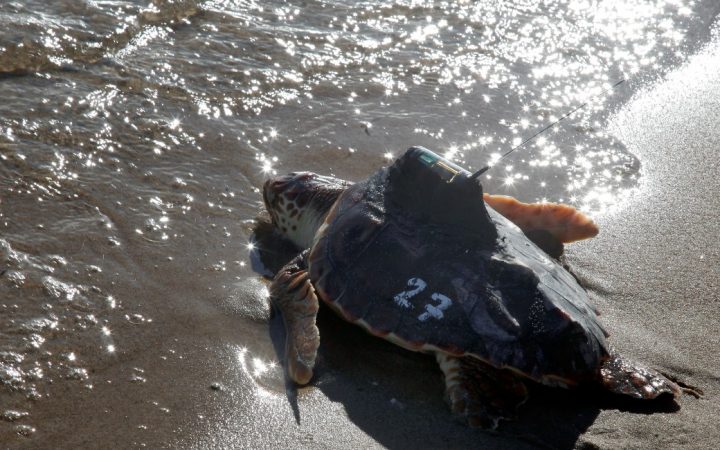 tartaruga com emissor avança para a água do mar