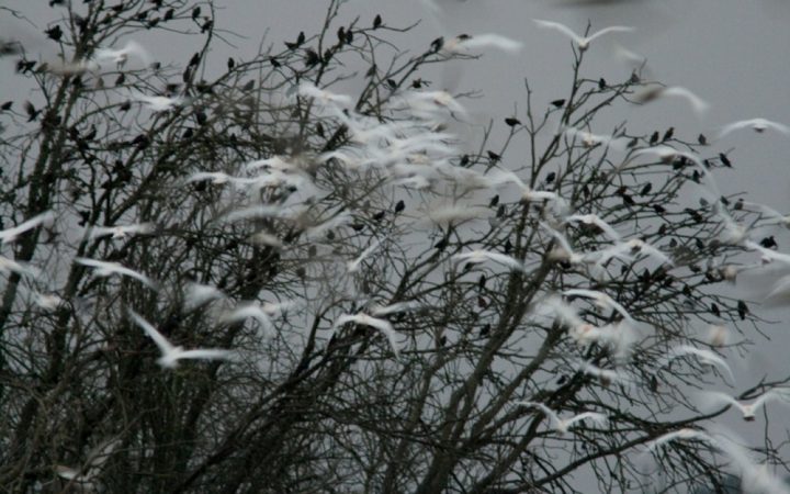 garças-boieiras voam frente à silhueta escura dos ramos de uma árvore