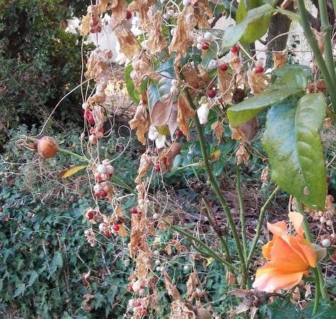 planta de pequenos frutos vermelhos agarrada a uma roseira