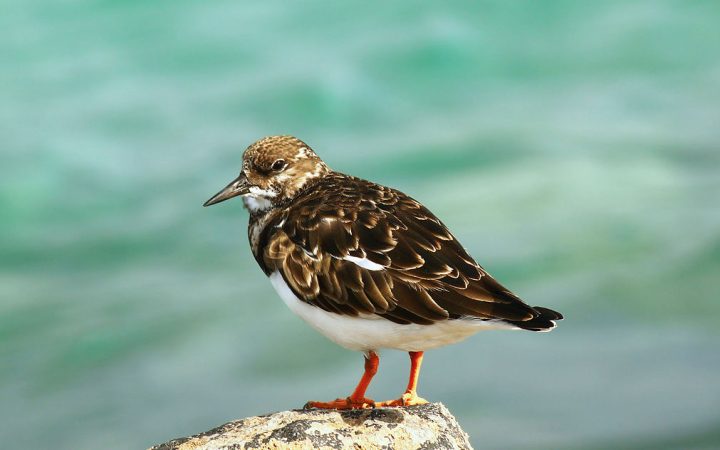 uma rola do mar de perfil