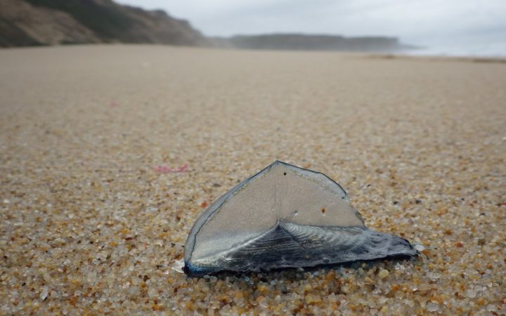 Uma medusa da espécie Velella velella numa praia