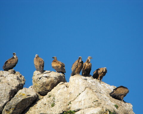 grupo de grifos em cima de um penhasco