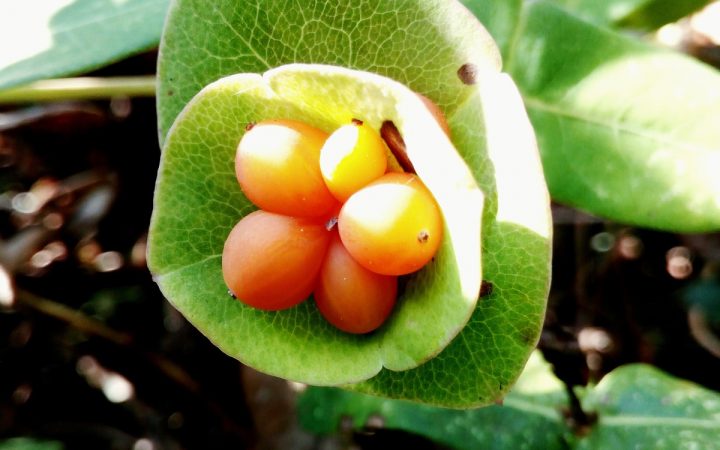 folha verde redonda de onde saem frutos de cor laranja