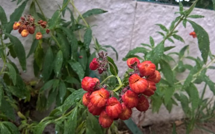 planta com flores vermelhas