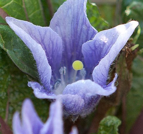 flor roxa da mandrágora