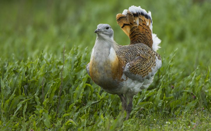 uma abetarda no campo