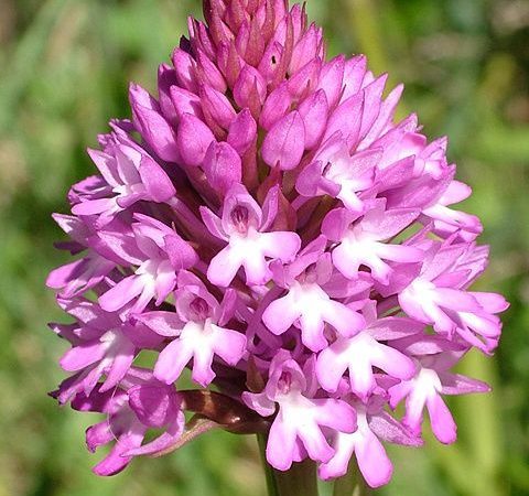 uma orquídea Anacamptis piramidais