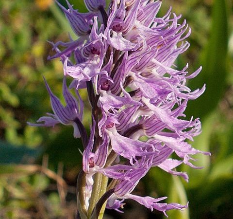 uma orquídea Orchis italica