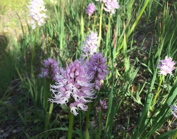 várias orquídeas da espécie Orchis itálica