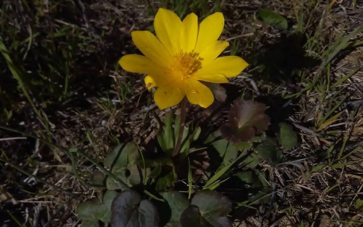 flor de pétalas amarelas