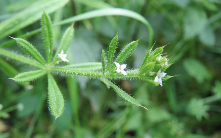 folhas e flores da planta amor de hortelão