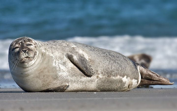 uma foca-comum