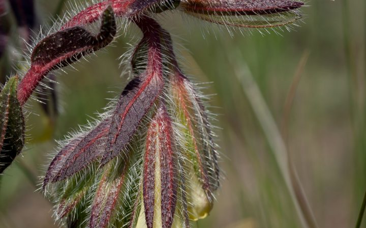 planta
