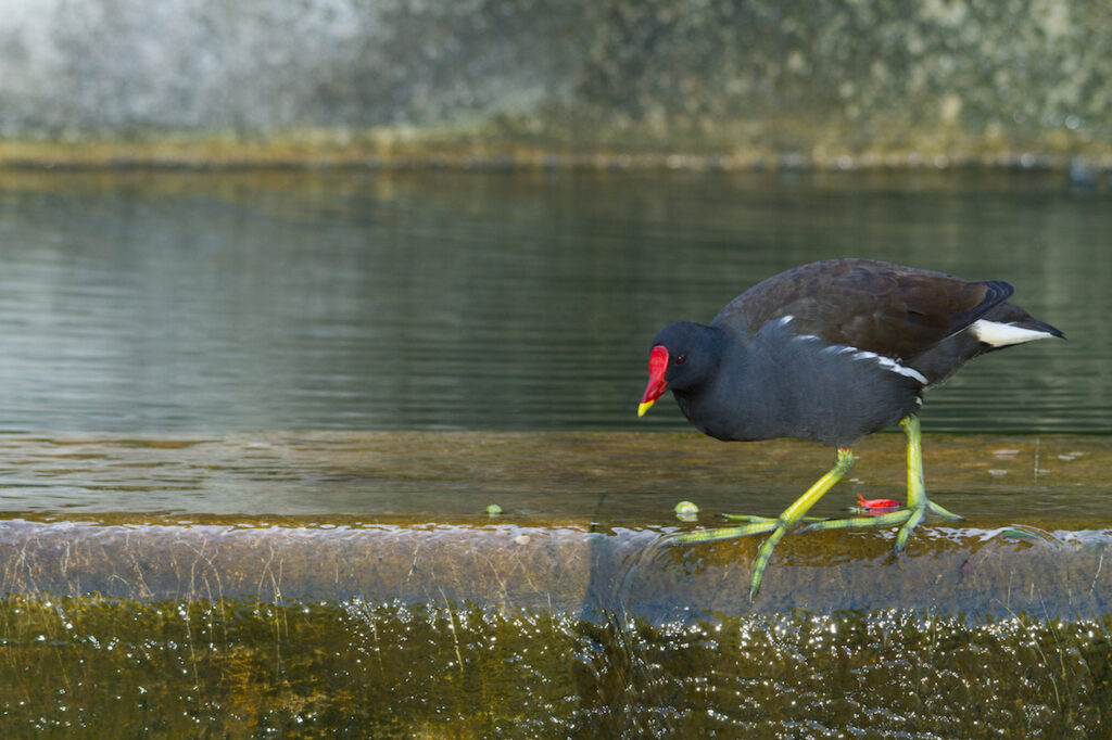 uma galinha d'água na beira de um lago