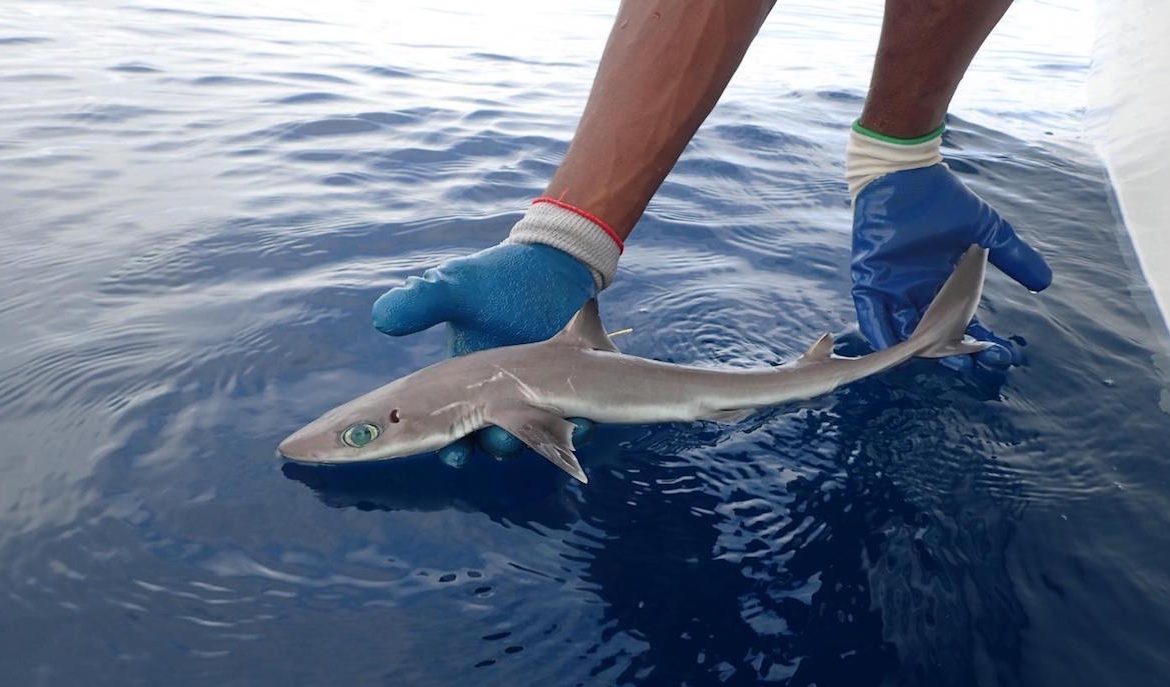 Cientistas descobrem nova espécie de tubarão Wilder