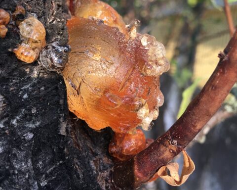 tronco de amendoeira com espécie de bola laranja por cima