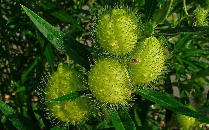 frutos da sumaúma-bastarda