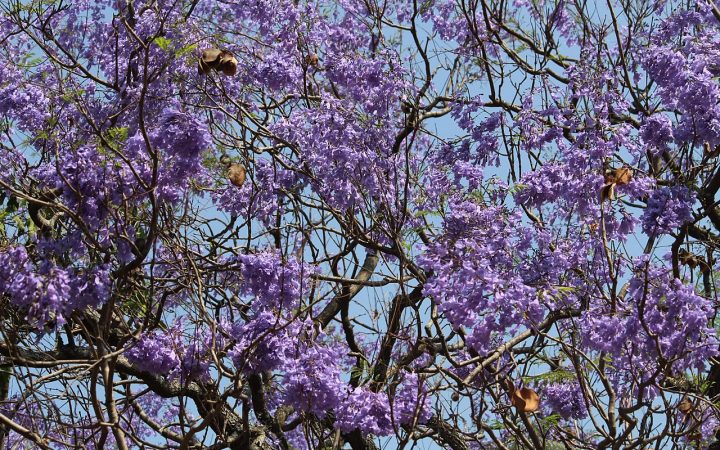 jacarandá cheio de flores roxas