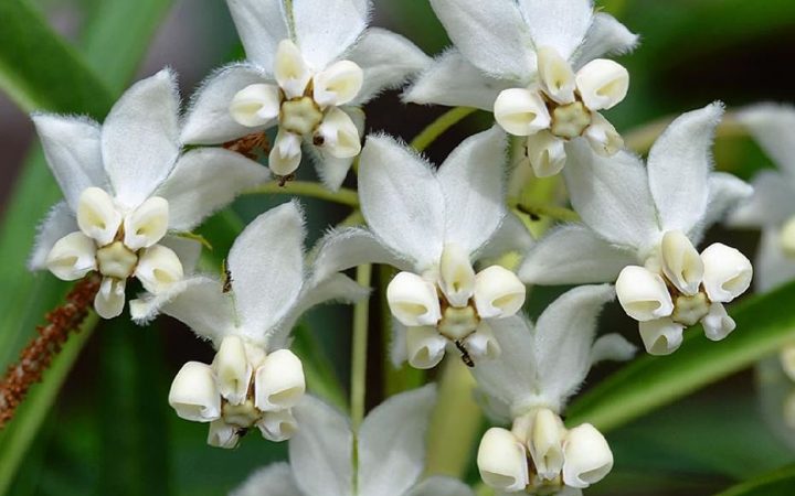 Flores da sumaúma-bastarda