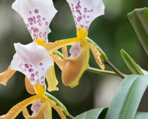 flor da Paphiopedilum papilio