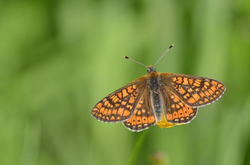 borboleta