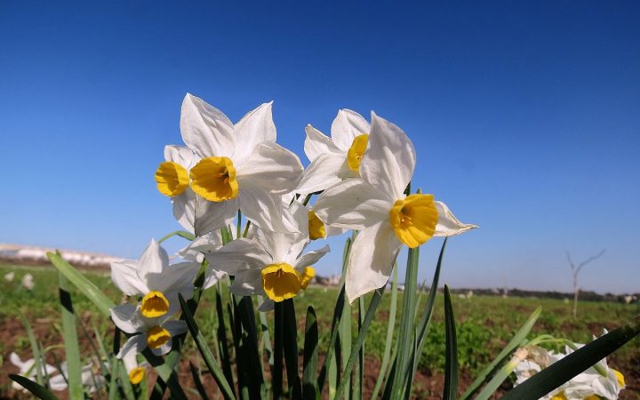 narcisos