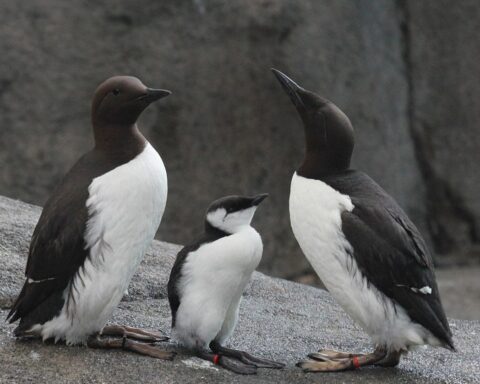 casal de airos, com cria