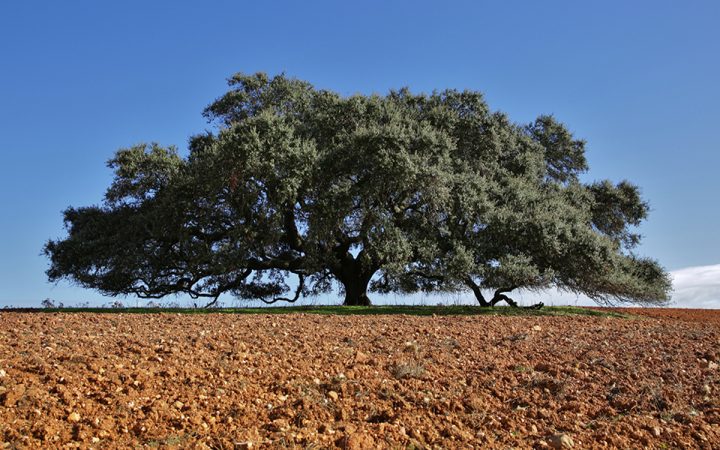 azinheira de grande copa