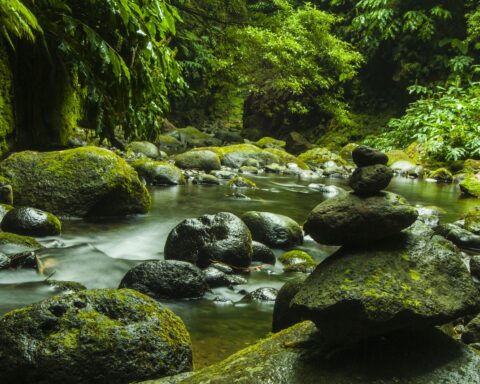 rio a correr no meio de vegetação