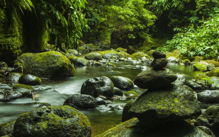 rio a correr no meio de vegetação