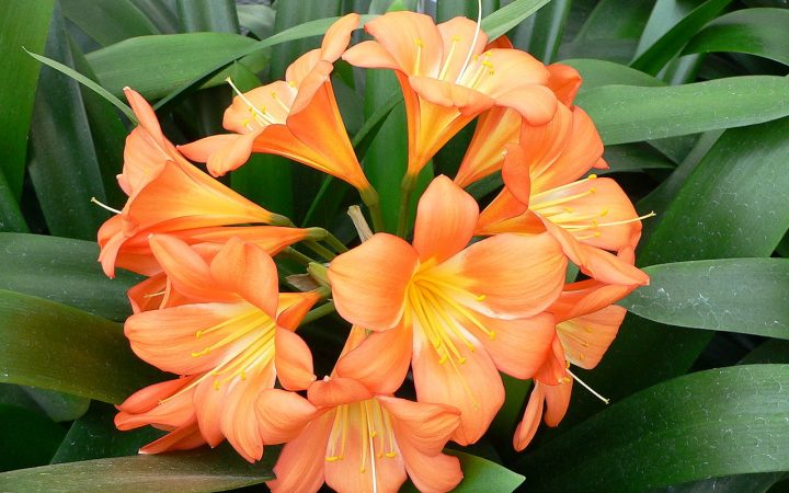 planta de flores laranja