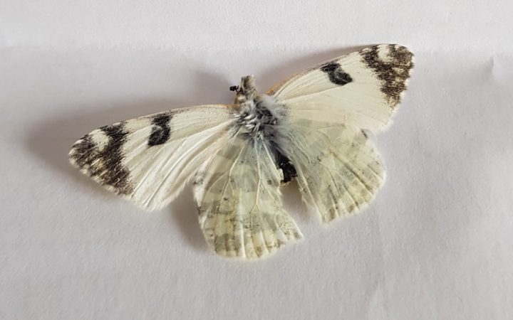 parte superior da borboleta deitada numa folha de papel