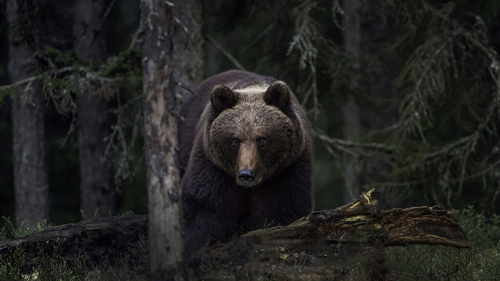 um urso-pardo numa floresta