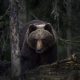 um urso-pardo numa floresta