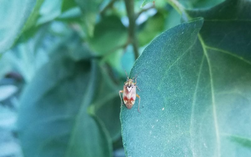 insecto - Wilder