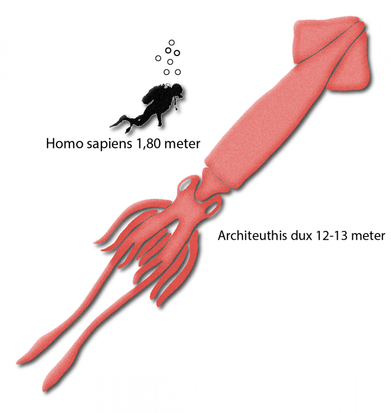 Cientistas Sequenciam Genoma E Desvendam Segredos Da M Tica Lula Gigante Wilder