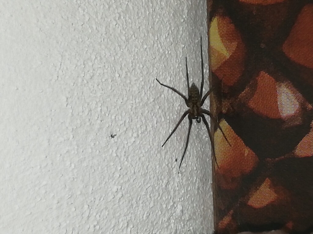 Que Espécie é Esta Aranha De Casa Wilder