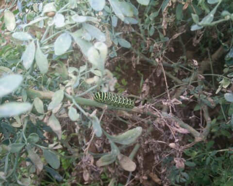 lagarta em cima de planta